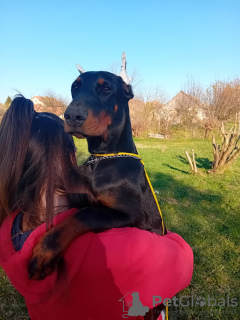 Foto №3. Dobermann-Welpen zu verkaufen. Serbien
