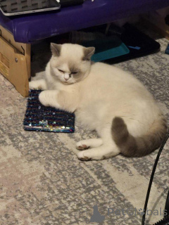 Foto №3. Britisch -Shorthair -Farbpunkt. Deutschland