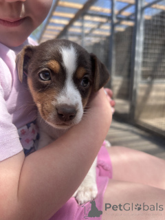 Foto №3. Die Miniatur-Jackrussell-Interrierin hat am 4. September 2019 ein neues Konto. Finnland