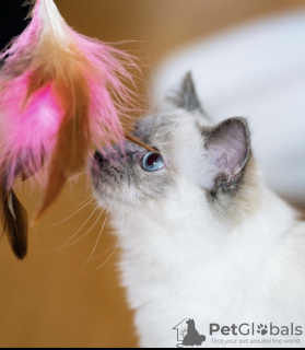 Foto №1. birma-katze - zum Verkauf in der Stadt München | 300€ | Ankündigung № 109761