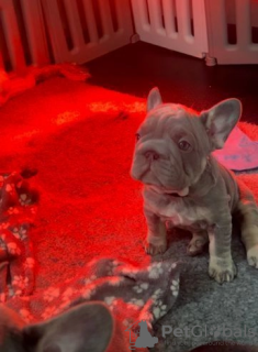 Foto №3. REDUZIERT Bezaubernder, goldener Show-Cockerspaniel-Welpe. USA