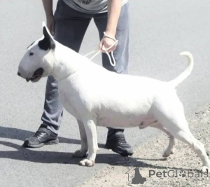 Foto №4. Ich werde verkaufen bullterrier in der Stadt Poznan. quotient 	ankündigung - preis - 1200€