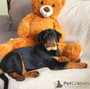 Foto №2 zu Ankündigung № 63285 zu verkaufen rottweiler - einkaufen Polen quotient 	ankündigung