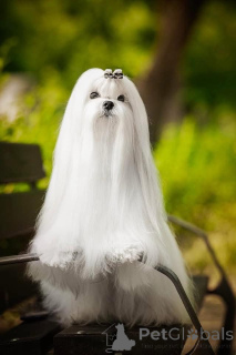 Foto №3. Malteser, exzellente Blutlinien. Bulgarien