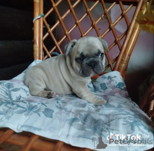 Foto №4. Ich werde verkaufen französische bulldogge in der Stadt Minsk. quotient 	ankündigung - preis - 563€