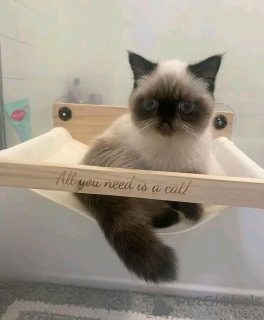 Foto №2 zu Ankündigung № 138105 zu verkaufen himalayan cat - einkaufen Deutschland züchter