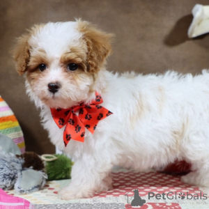 Foto №1. maltipu - zum Verkauf in der Stadt München-Flughafen | 900€ | Ankündigung № 149578