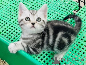 Foto №1. american shorthair - zum Verkauf in der Stadt Bietigheim-Bisten | 350€ | Ankündigung № 172316