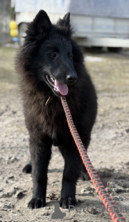 Foto №2 zu Ankündigung № 135519 zu verkaufen belgischer schäferhund - einkaufen Lettland quotient 	ankündigung, züchter