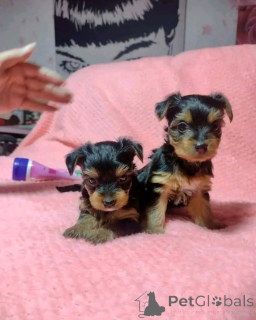 Foto №3. Teetasse Yorkie Welpe zur Adoption. USA
