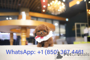 Foto №3. Dean Janet Kay Welpen Haus. USA