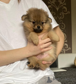 Foto №2 zu Ankündigung № 138651 zu verkaufen pommersche spitz - einkaufen Schweiz quotient 	ankündigung