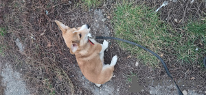 Zusätzliche Fotos: Verkaufe Welsh Corgi Welpe PEMBROKE, geboren am 26.08.23