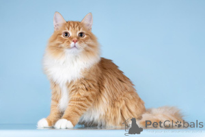 Foto №2 zu Ankündigung № 160878 zu verkaufen  - einkaufen Russische Föderation aus dem tierheim