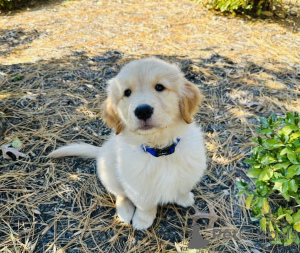 Foto №1. golden retriever - zum Verkauf in der Stadt Brück | 380€ | Ankündigung № 158710