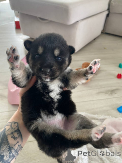 Foto №1. siberian husky - zum Verkauf in der Stadt Minsk | Frei | Ankündigung № 146024