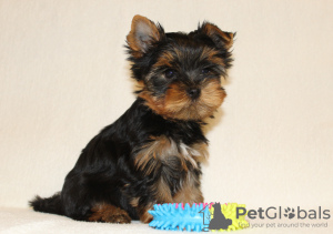 Zusätzliche Fotos: Yorkshire Terrier Welpen zu verkaufen