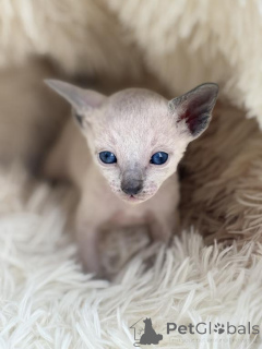 Foto №1. cornish rex - zum Verkauf in der Stadt Cottbus | 350€ | Ankündigung № 177967