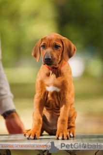 Foto №4. Ich werde verkaufen rhodesian ridgeback in der Stadt Minsk. quotient 	ankündigung - preis - verhandelt