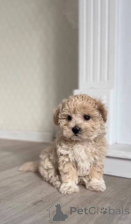 Foto №2 zu Ankündigung № 147553 zu verkaufen maltipu - einkaufen Deutschland quotient 	ankündigung