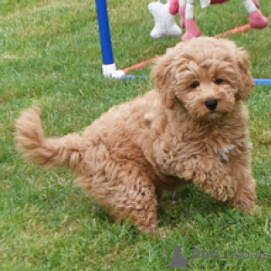 Foto №3. Laci Goldendoodle-Weibchen, 11 Wochen alt, bereit, nach Hause zu gehen. Deutschland