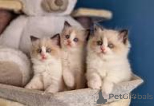 Foto №1. ragdoll-katze - zum Verkauf in der Stadt Tampere | 550€ | Ankündigung № 168061