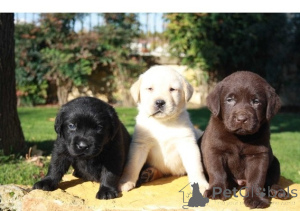 Foto №2 zu Ankündigung № 170840 zu verkaufen labrador retriever - einkaufen Belgien 