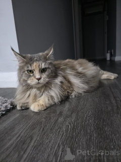 Foto №4. Ich werde verkaufen maine-coon-katze in der Stadt Innsbruck. züchter - preis - 650€