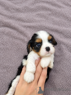 Zusätzliche Fotos: Ideale Cavalier King Charles Spaniel Welpen.