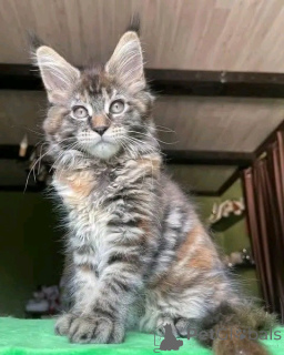 Foto №1. maine-coon-katze - zum Verkauf in der Stadt Bayerisch Eisenstein | verhandelt | Ankündigung № 171577