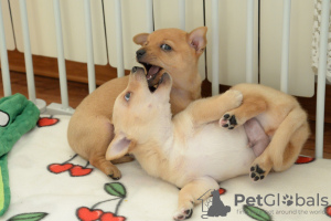 Foto №1. podengo português - zum Verkauf in der Stadt Москва | verhandelt | Ankündigung № 131691