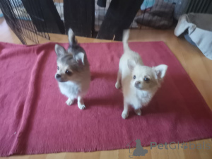 Foto №2 zu Ankündigung № 161296 zu verkaufen chihuahua - einkaufen Deutschland quotient 	ankündigung, züchter