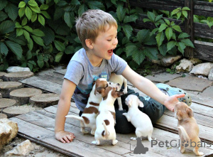 Foto №1. chihuahua - zum Verkauf in der Stadt Florida | 797€ | Ankündigung № 151224