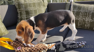 Zusätzliche Fotos: Erschwingliche selbstgezüchtete Beagle-Welpen!