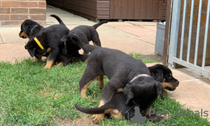 Foto №1. rottweiler - zum Verkauf in der Stadt Hanko | Frei | Ankündigung № 110694