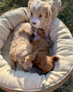 Foto №2 zu Ankündigung № 10905 zu verkaufen  - einkaufen Russische Föderation züchter