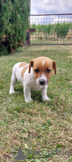 Foto №3. Niedliche Jack-Russell-Terrier-Welpen. Polen