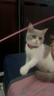 Foto №3. GCCF Lilac & White British Shorthair 9 Monate, geimpft und gechipt, London. Großbritannien