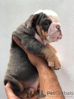 Foto №1. englische bulldogge - zum Verkauf in der Stadt Helsinki | 450€ | Ankündigung № 123834