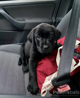 Foto №1. labrador retriever - zum Verkauf in der Stadt Seydisfjordur | verhandelt | Ankündigung № 116771