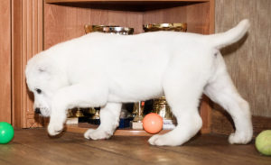 Foto №2 zu Ankündigung № 1630 zu verkaufen zentralasiatischer owtscharka - einkaufen Russische Föderation vom kindergarten