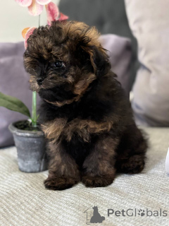 Foto №4. Ich werde verkaufen pommersche spitz in der Stadt Гамбург. quotient 	ankündigung, vom kindergarten, züchter - preis - 800€