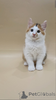 Foto №2 zu Ankündigung № 145997 zu verkaufen kurilen bobtail - einkaufen Weißrussland quotient 	ankündigung, vom kindergarten, züchter