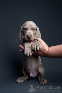 Foto №1. weimaraner - zum Verkauf in der Stadt St. Petersburg | 616€ | Ankündigung № 111801