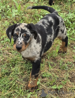 Foto №2 zu Ankündigung № 143487 zu verkaufen beauceron - einkaufen Frankreich züchter