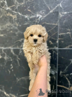 Foto №2 zu Ankündigung № 139079 zu verkaufen maltipu - einkaufen Deutschland quotient 	ankündigung, züchter