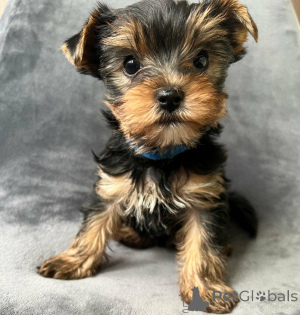 Foto №2 zu Ankündigung № 168863 zu verkaufen yorkshire terrier - einkaufen Deutschland 