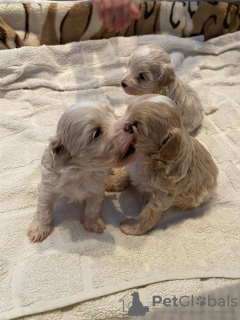 Foto №2 zu Ankündigung № 19282 zu verkaufen maltipu - einkaufen Weißrussland züchter