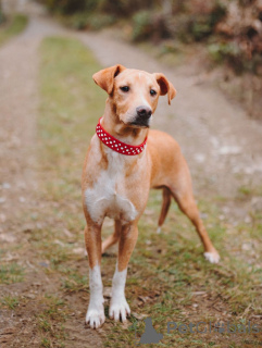 Foto №1. mischlingshund - zum Verkauf in der Stadt St. Petersburg | Frei | Ankündigung № 162509