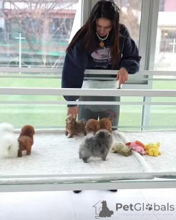 Foto №1. alaunt - zum Verkauf in der Stadt Ankum | verhandelt | Ankündigung № 159961